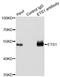 ETS Proto-Oncogene 1, Transcription Factor antibody, LS-B13365, Lifespan Biosciences, Immunoprecipitation image 