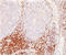 CD5 Molecule antibody, AM50236PU-T, Origene, Immunohistochemistry frozen image 