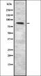 Semaphorin 3F antibody, orb337407, Biorbyt, Western Blot image 