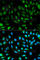 Parkinsonism Associated Deglycase antibody, A0987, ABclonal Technology, Immunofluorescence image 