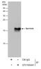 Baculoviral IAP Repeat Containing 5 antibody, GTX100441, GeneTex, Immunoprecipitation image 