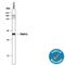 THAP Domain Containing 11 antibody, MAB5727, R&D Systems, Western Blot image 