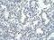 Zinc Finger Protein 264 antibody, PA5-68964, Invitrogen Antibodies, Immunohistochemistry paraffin image 