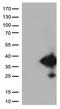 EF-Hand Domain Family Member D1 antibody, TA812755, Origene, Western Blot image 