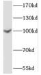Cluster of Differentiation 10 antibody, FNab05231, FineTest, Western Blot image 