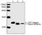 GST antibody, LS-C51621, Lifespan Biosciences, Western Blot image 