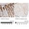 StAR Related Lipid Transfer Domain Containing 10 antibody, NBP1-84508, Novus Biologicals, Immunohistochemistry paraffin image 