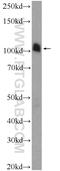 Atrophin 1 antibody, 19243-1-AP, Proteintech Group, Western Blot image 