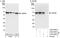 Heat Shock Protein Family D (Hsp60) Member 1 antibody, A302-846A, Bethyl Labs, Immunoprecipitation image 