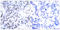 JunB Proto-Oncogene, AP-1 Transcription Factor Subunit antibody, LS-C118168, Lifespan Biosciences, Immunohistochemistry frozen image 