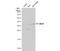 NIMA Related Kinase 7 antibody, NBP1-31110, Novus Biologicals, Western Blot image 