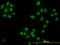 Histone Deacetylase 1 antibody, LS-B6096, Lifespan Biosciences, Immunofluorescence image 