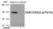 Cyclin Dependent Kinase 2 antibody, 80-045, ProSci, Western Blot image 