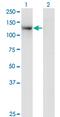 TSH1 antibody, MA5-20956, Invitrogen Antibodies, Western Blot image 