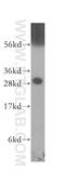 Tyrosine 3-Monooxygenase/Tryptophan 5-Monooxygenase Activation Protein Epsilon antibody, 11648-2-AP, Proteintech Group, Western Blot image 