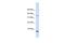 CPN10 antibody, PA5-44196, Invitrogen Antibodies, Western Blot image 