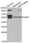 RUNX Family Transcription Factor 1 antibody, orb135180, Biorbyt, Western Blot image 