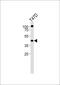 Retinoid X Receptor Alpha antibody, MBS9214395, MyBioSource, Western Blot image 