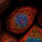 Galactokinase 1 antibody, NBP1-81854, Novus Biologicals, Immunofluorescence image 