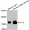 Caveolin 3 antibody, STJ112677, St John