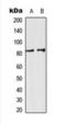 Sp3 Transcription Factor antibody, orb224179, Biorbyt, Western Blot image 