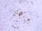 Secretoglobin Family 2A Member 2 antibody, BSH-7589-100, Petra Hansson, Immunohistochemistry frozen image 