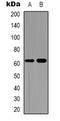 Cell Division Cycle 6 antibody, LS-C368876, Lifespan Biosciences, Western Blot image 