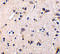 GDNF Family Receptor Alpha 1 antibody, 1133, ProSci, Immunohistochemistry frozen image 