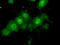 Tubulin Tyrosine Ligase Like 12 antibody, LS-C114881, Lifespan Biosciences, Immunofluorescence image 