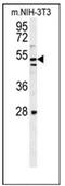 MTOR Associated Protein, Eak-7 Homolog antibody, AP52284PU-N, Origene, Western Blot image 