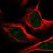 Mediator Complex Subunit 1 antibody, NBP2-57045, Novus Biologicals, Immunofluorescence image 