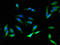 Neutrophil Cytosolic Factor 1 antibody, orb49017, Biorbyt, Immunofluorescence image 