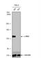 MET antibody, NBP2-43641, Novus Biologicals, Western Blot image 