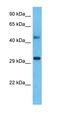 SVOP Like antibody, orb325850, Biorbyt, Western Blot image 