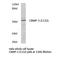 Dihydropyrimidinase Like 4 antibody, LS-C177824, Lifespan Biosciences, Western Blot image 