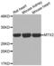 Metaxin 2 antibody, abx002304, Abbexa, Western Blot image 