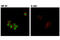 T-Box 21 antibody, 14298S, Cell Signaling Technology, Immunocytochemistry image 