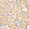 Tripartite Motif Containing 69 antibody, 19-938, ProSci, Immunohistochemistry paraffin image 