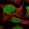 COP9 Signalosome Subunit 7A antibody, PA5-55462, Invitrogen Antibodies, Immunofluorescence image 