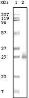 GST antibody, 32-166, ProSci, Enzyme Linked Immunosorbent Assay image 