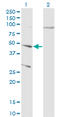 Cathepsin D antibody, LS-B6075, Lifespan Biosciences, Western Blot image 