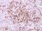 CD40 Molecule antibody, PA5-27419, Invitrogen Antibodies, Immunohistochemistry frozen image 