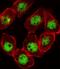 Cyclin Dependent Kinase Inhibitor 1C antibody, PA5-24428, Invitrogen Antibodies, Immunofluorescence image 