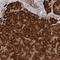 Eukaryotic Translation Initiation Factor 3 Subunit H antibody, NBP1-84870, Novus Biologicals, Immunohistochemistry frozen image 