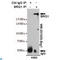 SWI/SNF Related, Matrix Associated, Actin Dependent Regulator Of Chromatin, Subfamily A, Member 4 antibody, LS-C814099, Lifespan Biosciences, Immunoprecipitation image 