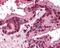 TNF Receptor Superfamily Member 19 antibody, 49-330, ProSci, Immunohistochemistry frozen image 