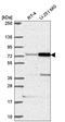 Pescadillo Ribosomal Biogenesis Factor 1 antibody, HPA066670, Atlas Antibodies, Western Blot image 