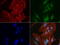 RNA Transcription, Translation And Transport Factor antibody, LS-C796920, Lifespan Biosciences, Immunofluorescence image 