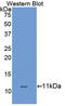 Solute Carrier Family 6 Member 3 antibody, LS-C372776, Lifespan Biosciences, Western Blot image 