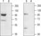 Transient Receptor Potential Cation Channel Subfamily C Member 7 antibody, PA5-77333, Invitrogen Antibodies, Western Blot image 